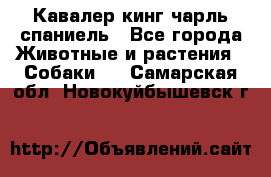 Кавалер кинг чарль спаниель - Все города Животные и растения » Собаки   . Самарская обл.,Новокуйбышевск г.